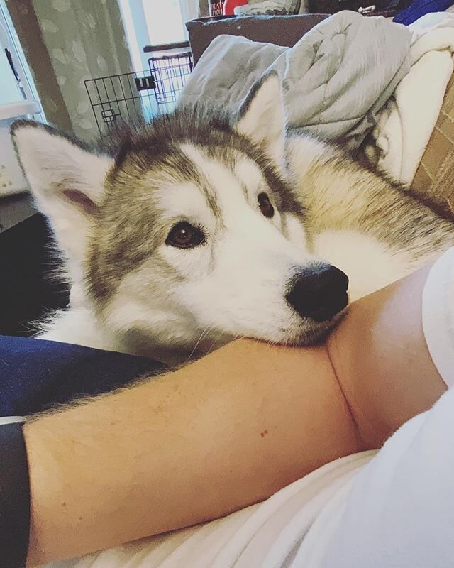 Henlo hooman, plz gib pets❤️ kthanx #petme #ineedlove #desperateforattention