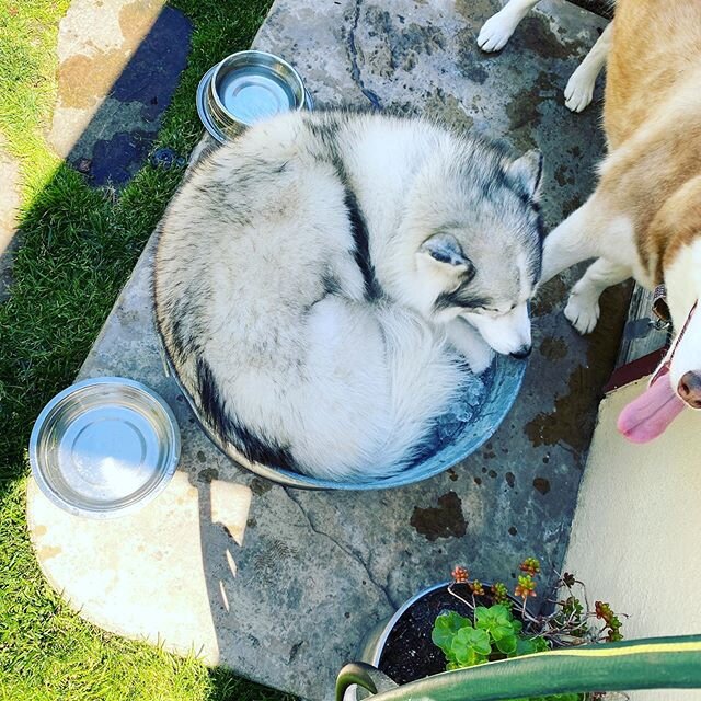 Just a husky curled up in a bucket of ice 😎 #staycool #shelterinice #huskycurl