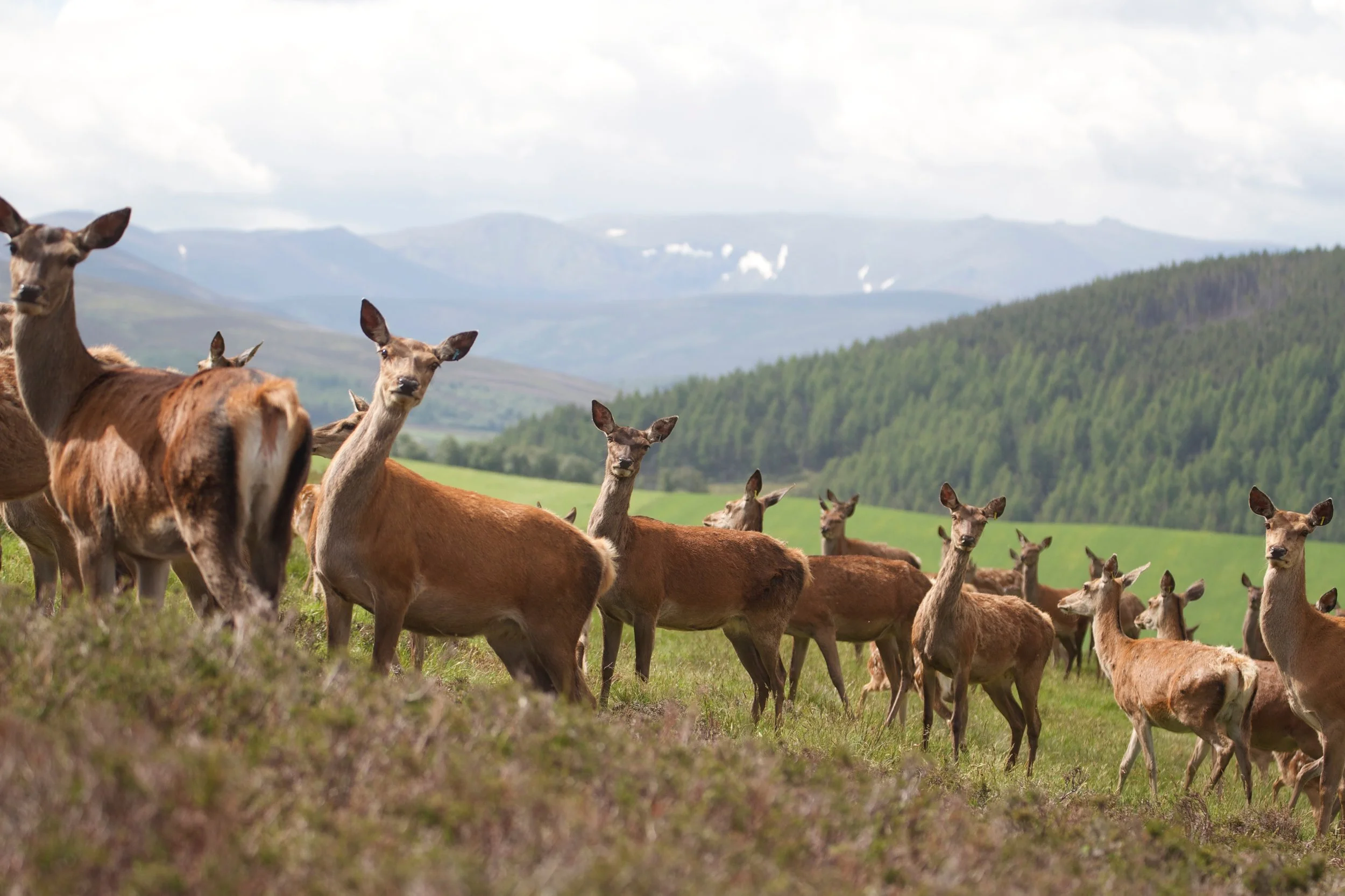 Red deer (8).jpg