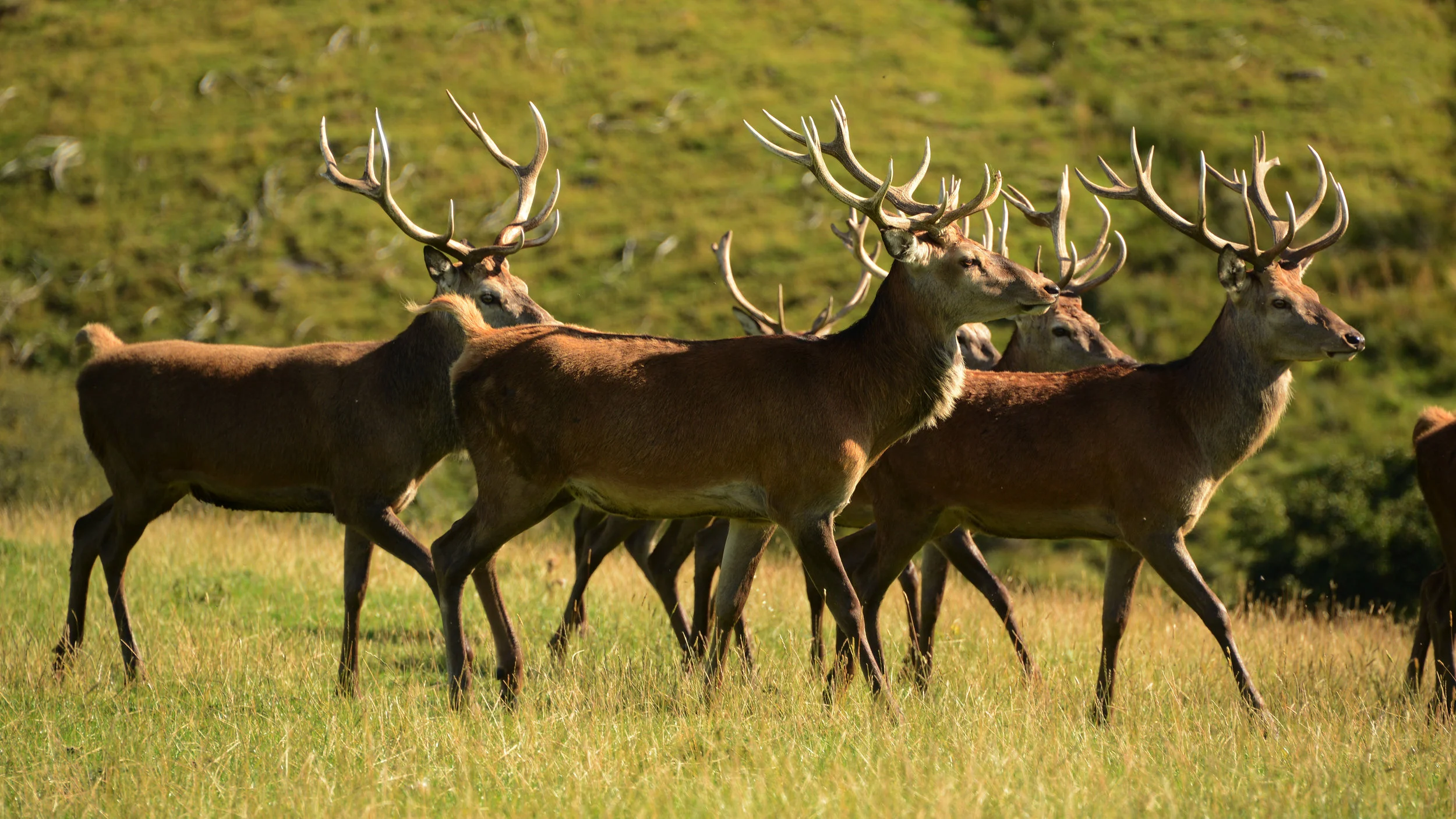 Handsome red deer stags ready for the rut