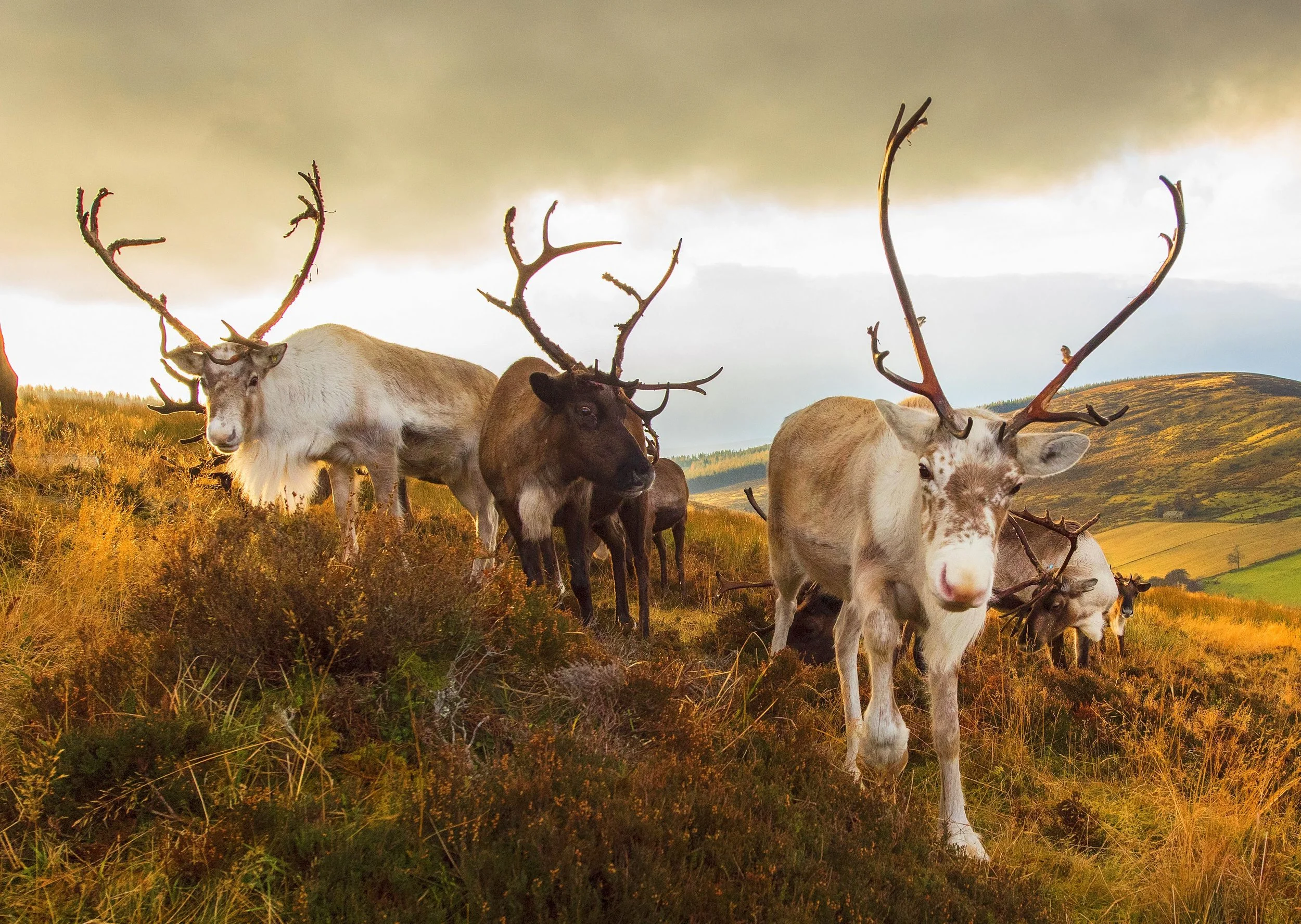 Some of the reindeer relaxing on the hill © John Paul