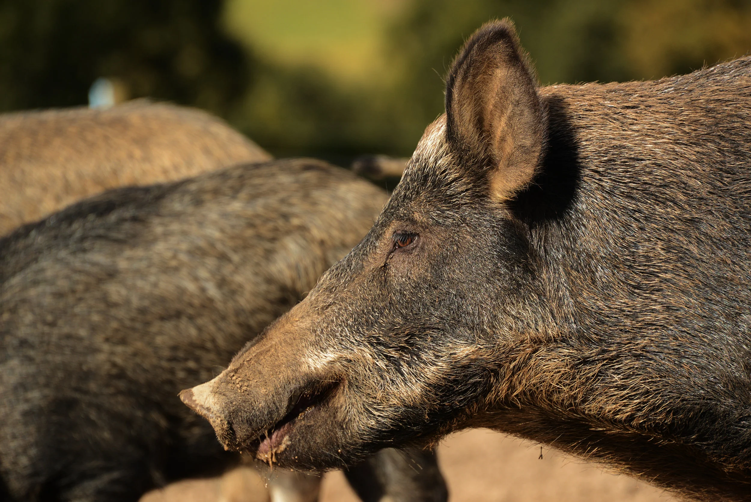 Adult iron age pig