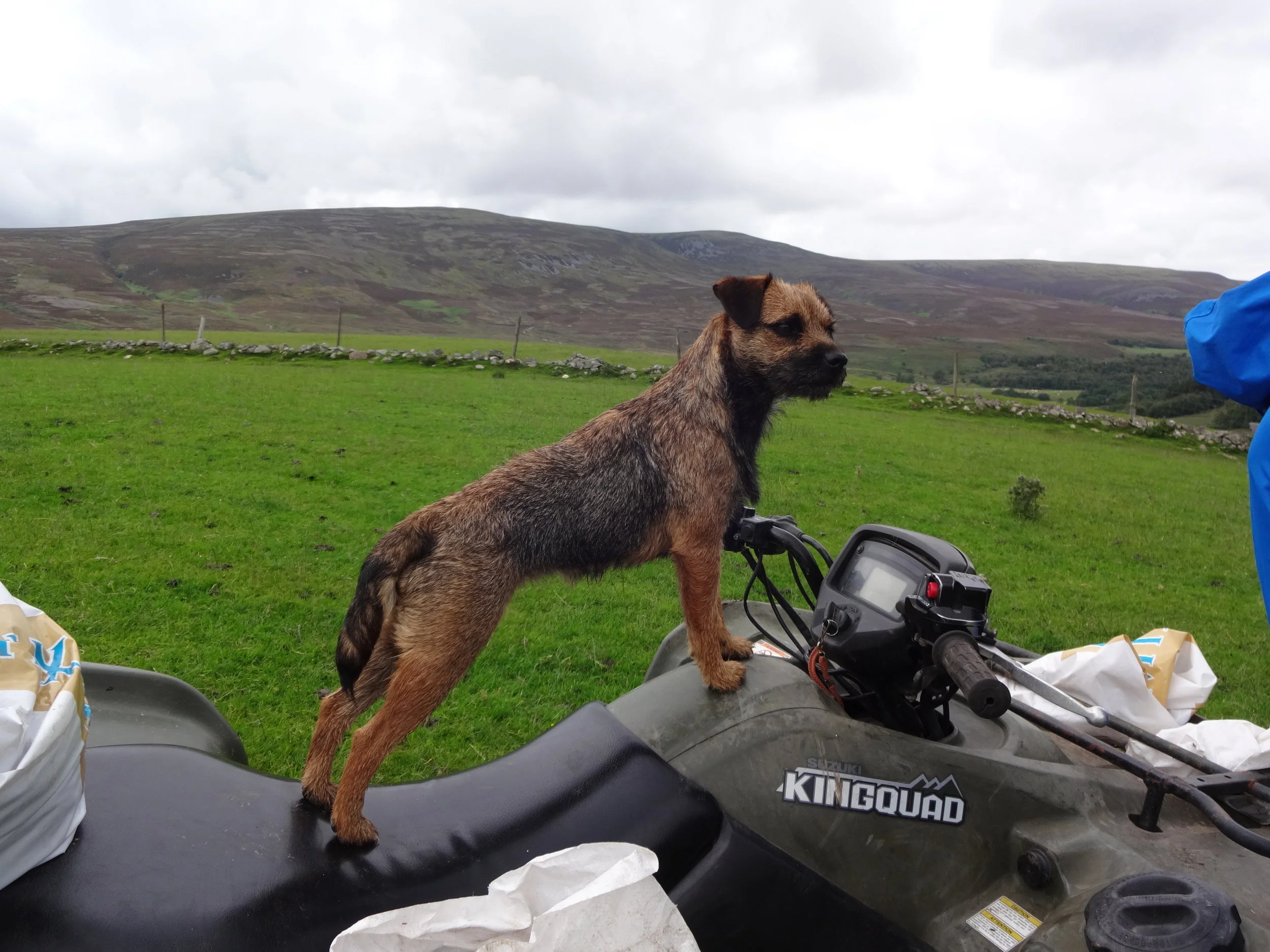 Moskki helping with the feed round