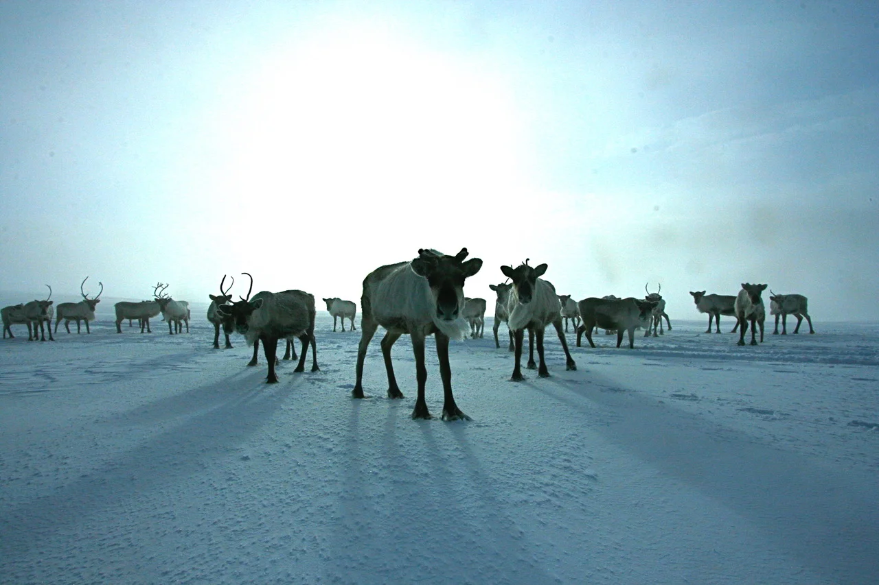 Expectant reindeer!