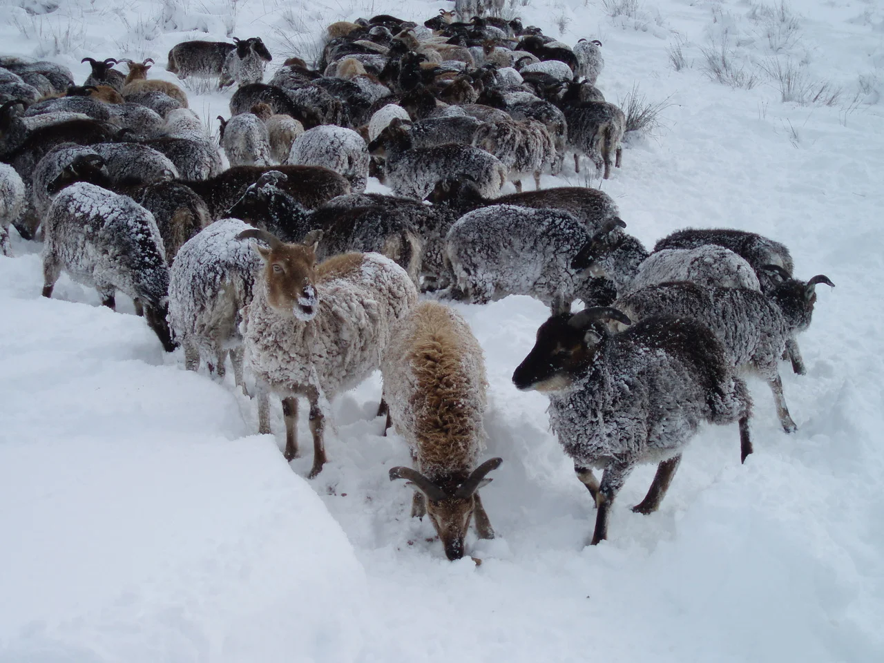 Soays with their dusting of snow