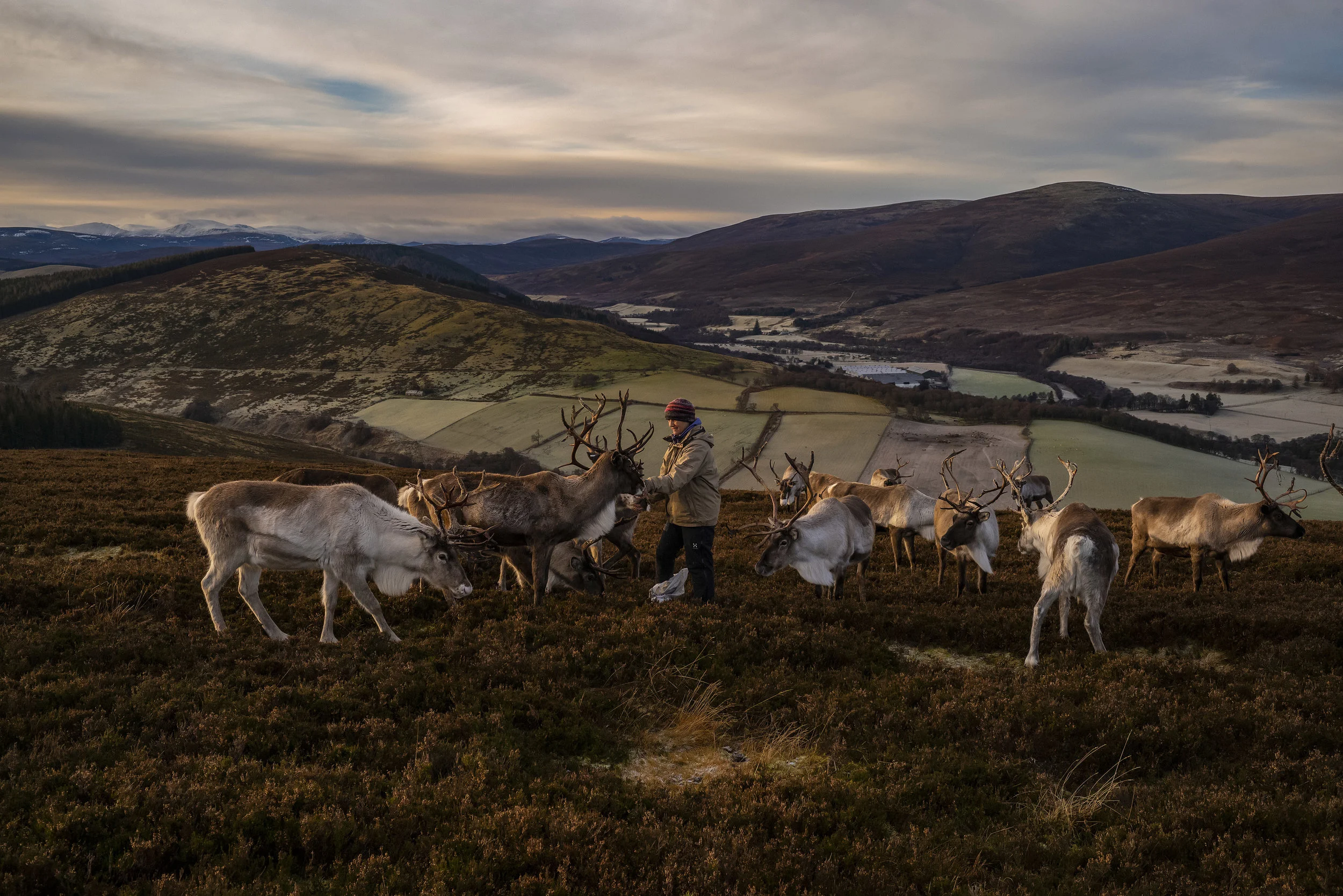 Crown Reindeer_211218_0081.jpg