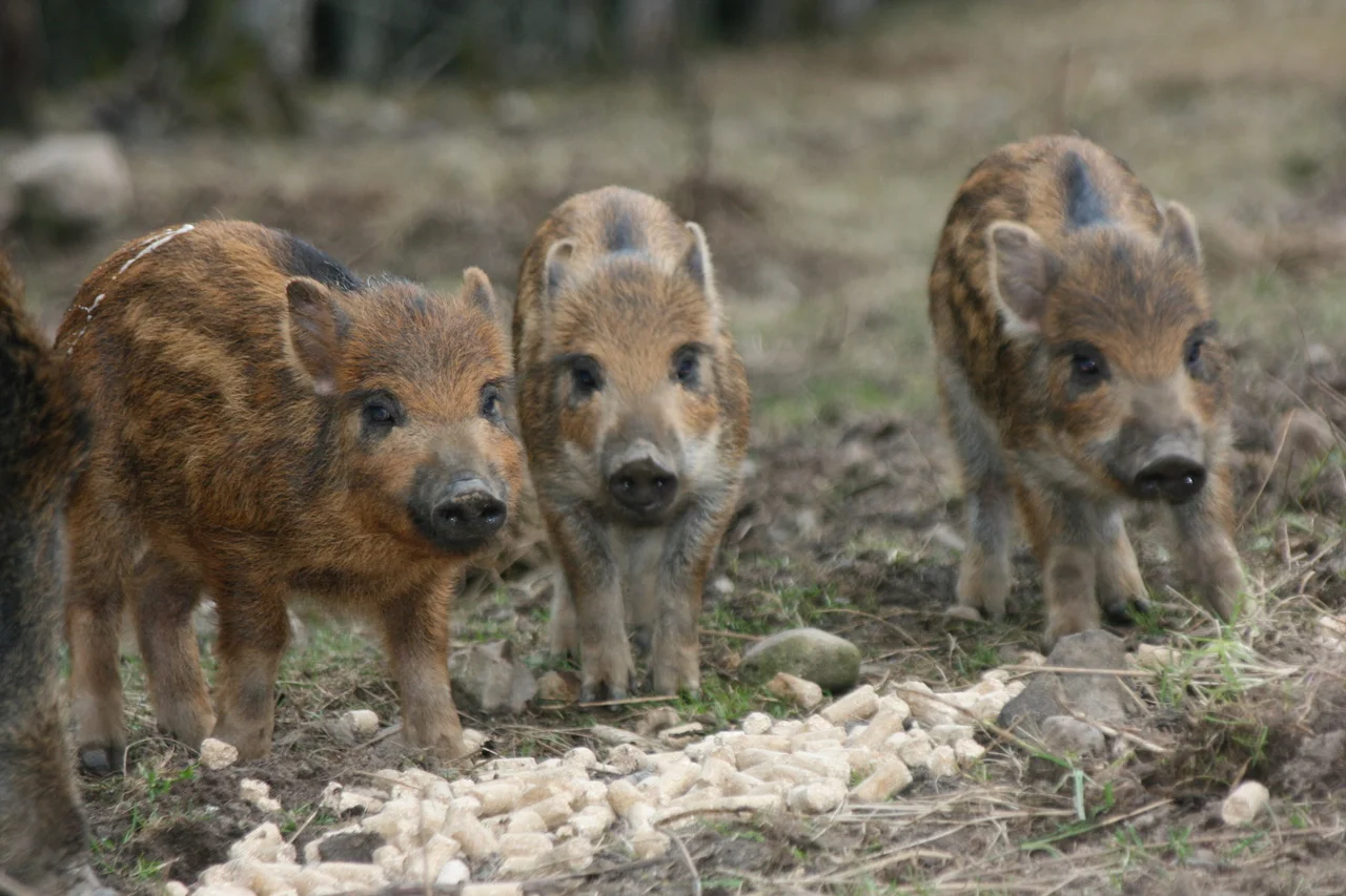 piglets.jpg
