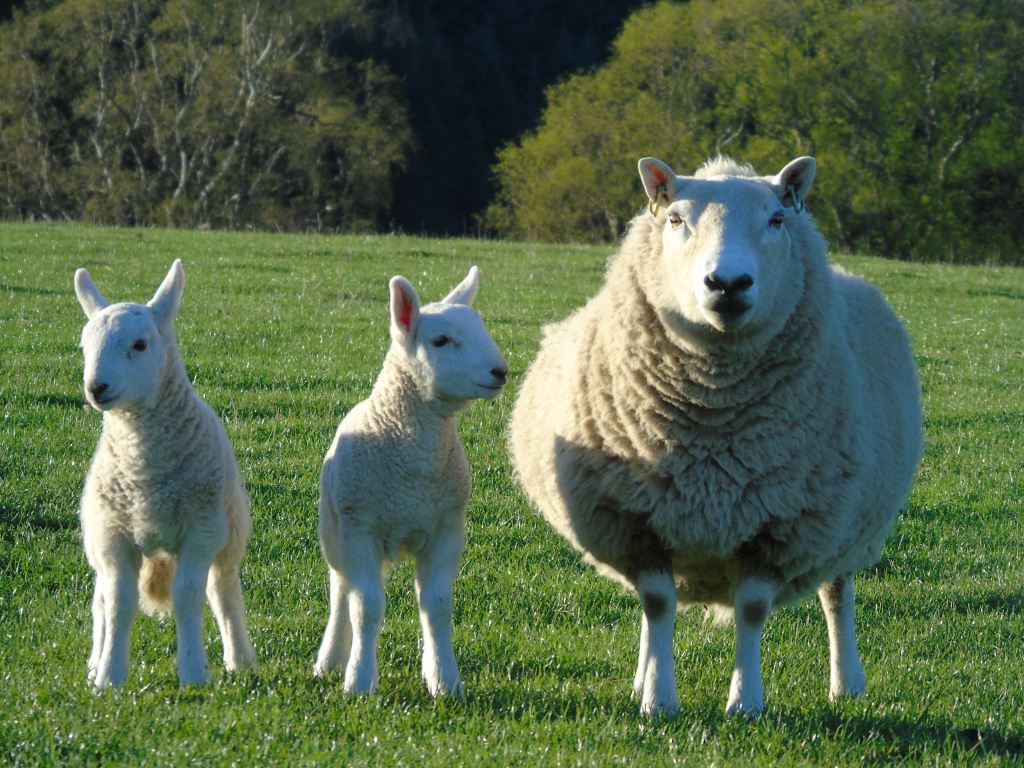Cheviot ewe and lambs