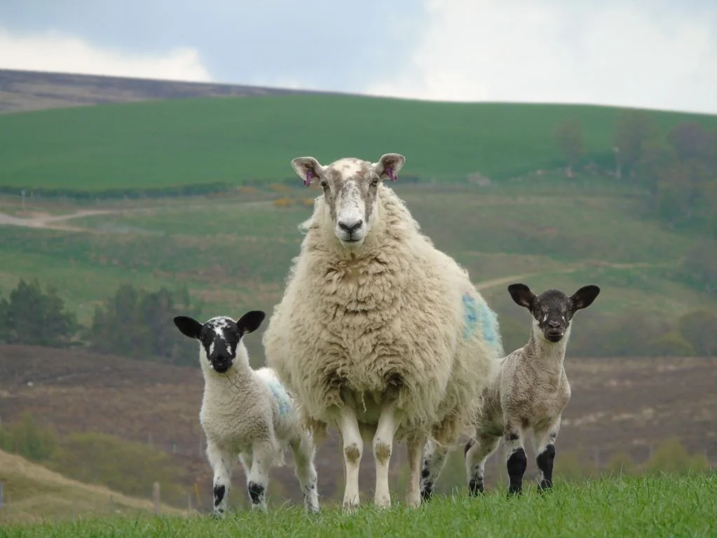 A successful fostering - mule ewe, right hand lamb is her own suffolk cross lamb, left hand lamb is a mule lamb out of a blackface ewe.