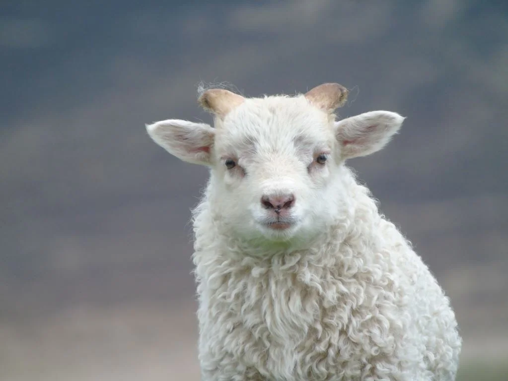 Icelandic tup lamb