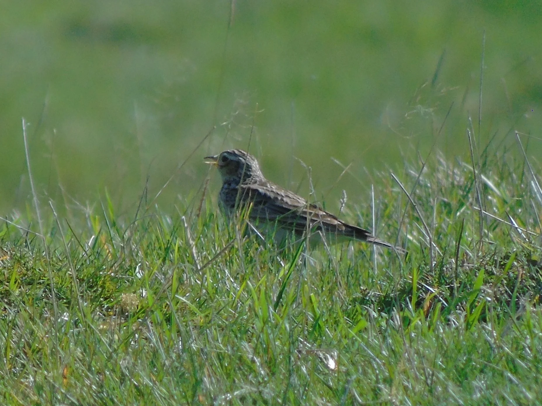 Skylark