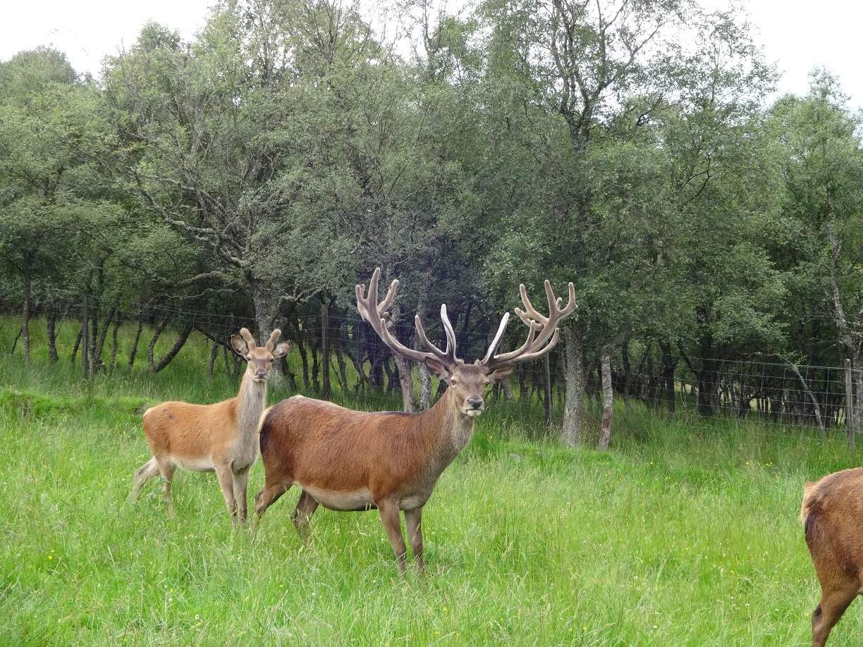 Wild Farm Red Deer — Scottish Farm Tours