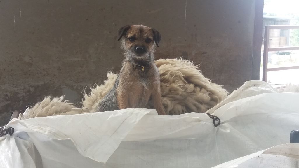 Maisy supervising from a comfy seat in the wool bag