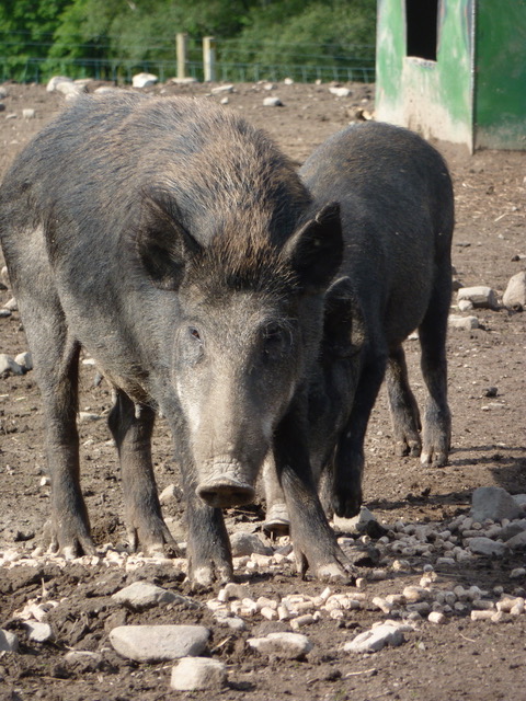 Pure wild boar