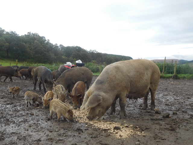 Tamworth x Gloucester Old Spot sow