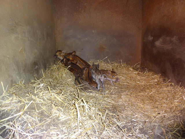 Newborn piglets
