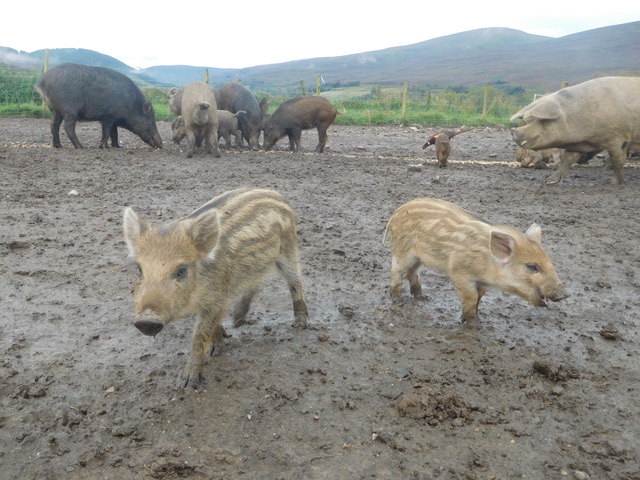 Venturing out at two weeks old