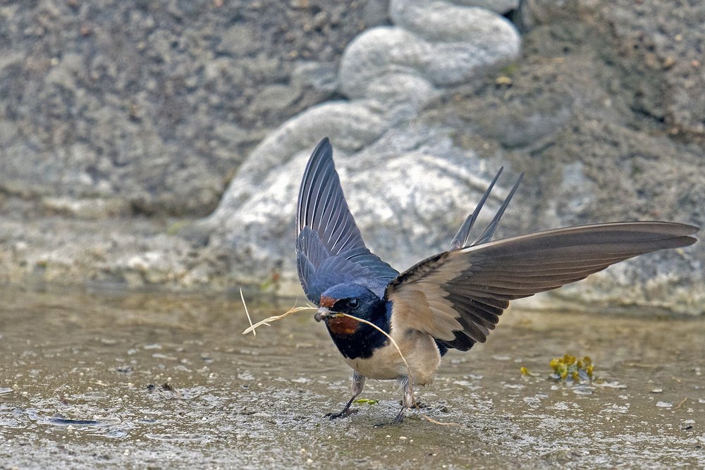 Barn swallow with spread wings