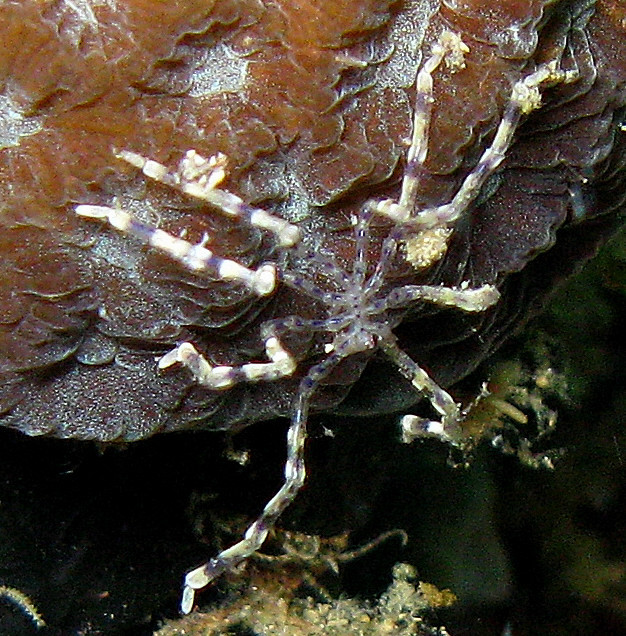 Pycnogonid (image from Wikimedia Commons)