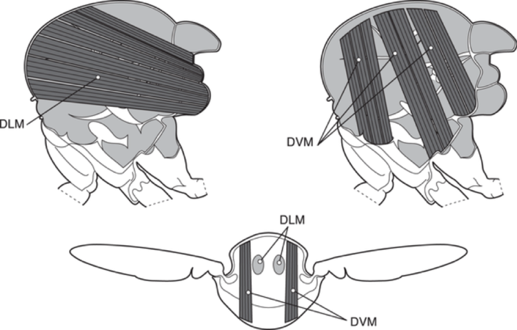 Figure 1: Diagrams showing the arrangement of muscles in the insect thorax. Source: Wikimedia Commons