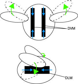 Figure 2: Diagrams showing how the DVMs and the DLM beat the wings. Copyright Animal Dynamics 2019