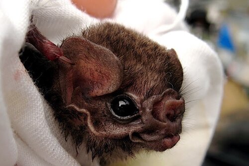 Hairy-legged_vampire_bat,_Diphylla_ecaudata_(closeup).jpg