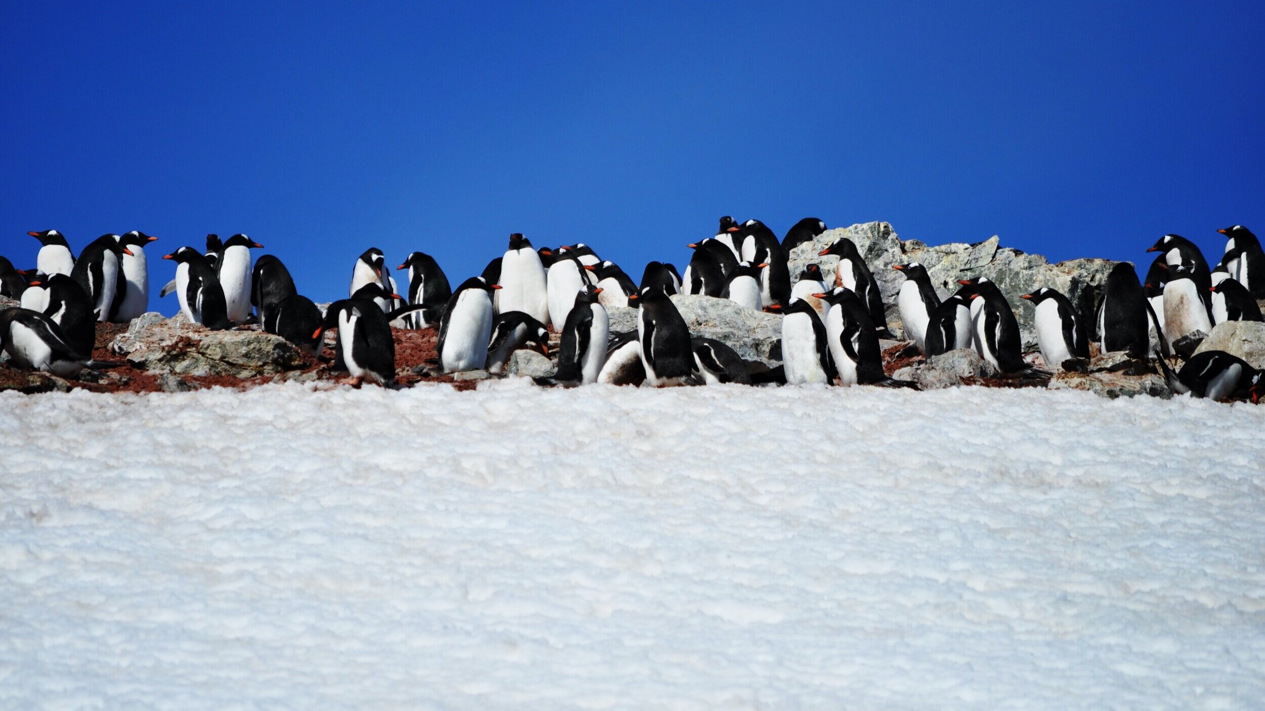 penguins-2810723.jpg