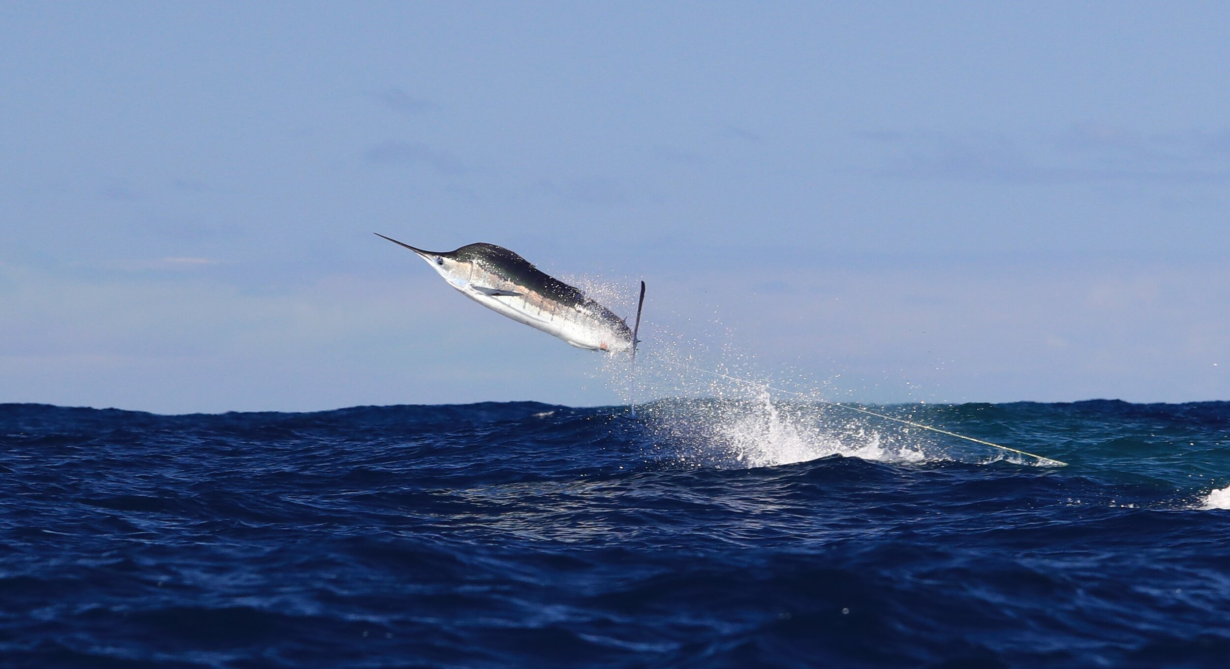 A striped marlin darting from the ocean off the East Cost of Australia - From Shutterstock