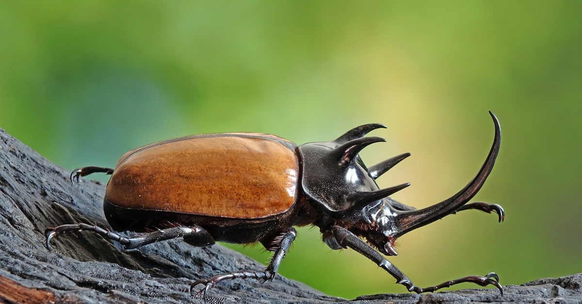 Five-horned rhinoceros beetle (Eupatorus gracilicornis) also known as Hercules beetles, Unicorn beetles, or Horn beetles