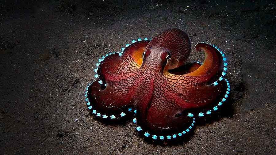 Image: Coconut Octopus hunting for prey on the sea floor