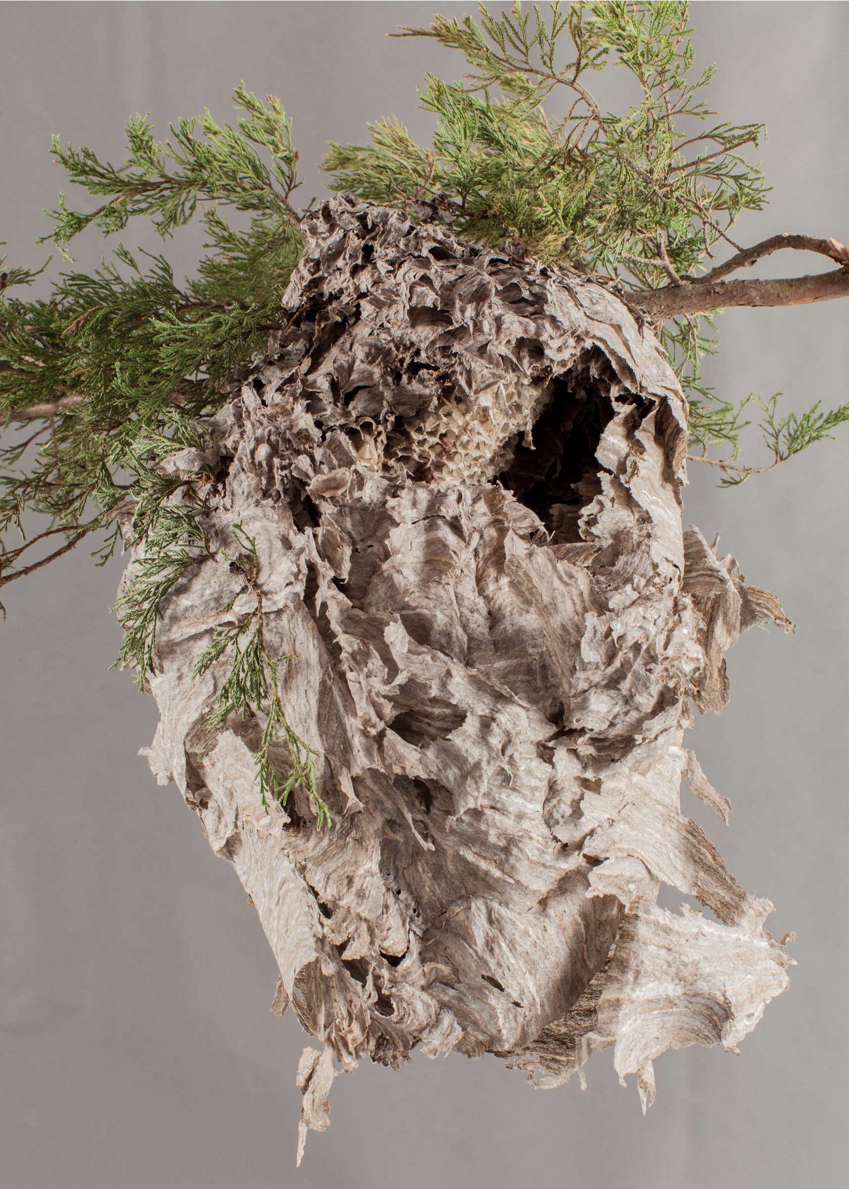 Bald-Faced Hornets’ Nest 02, 2014