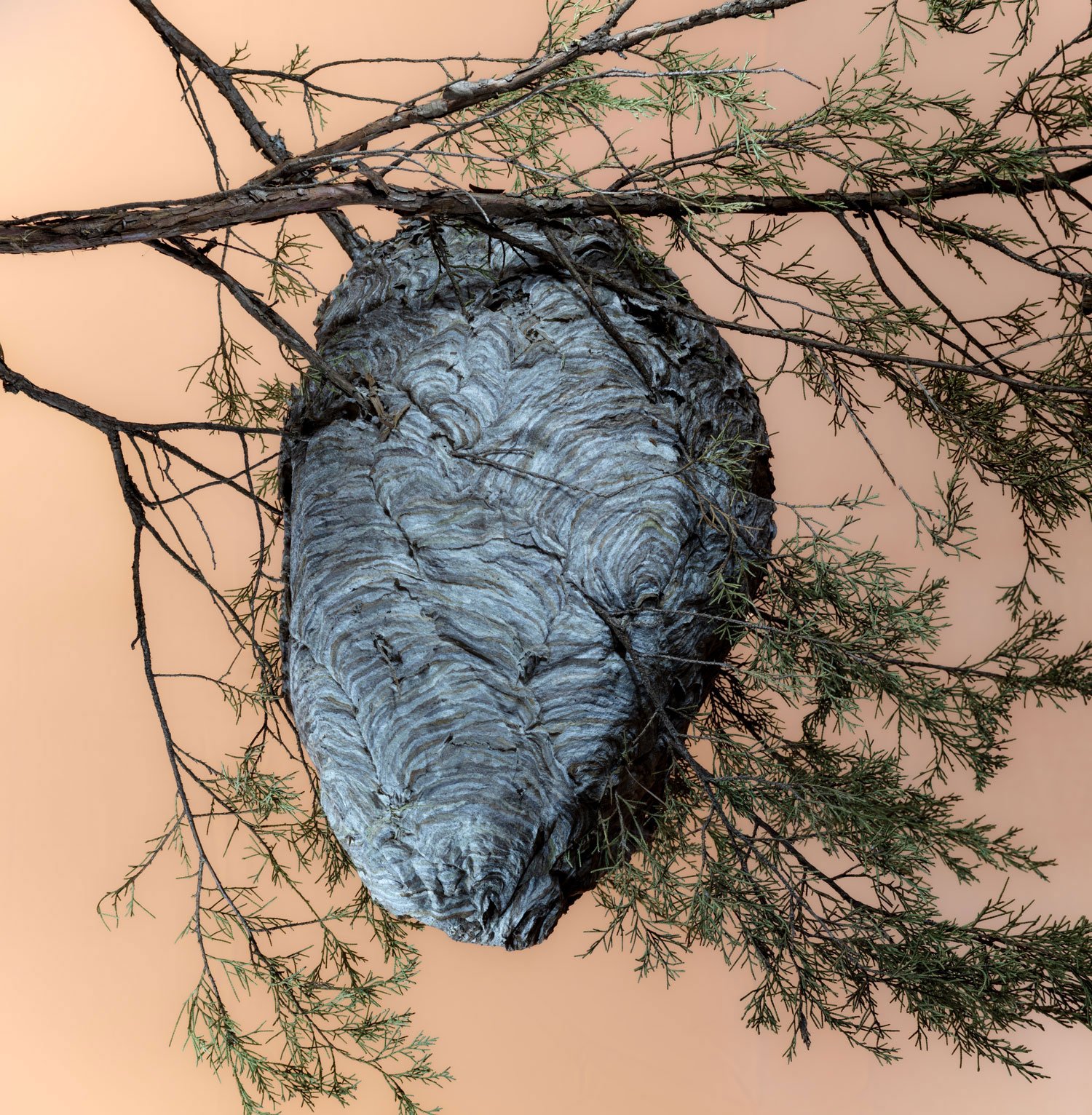 Bald-Faced Hornets’ Nest 04, 2023