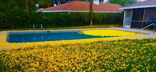 How Your Pool Changes in Spring (And What That Means for Care)
