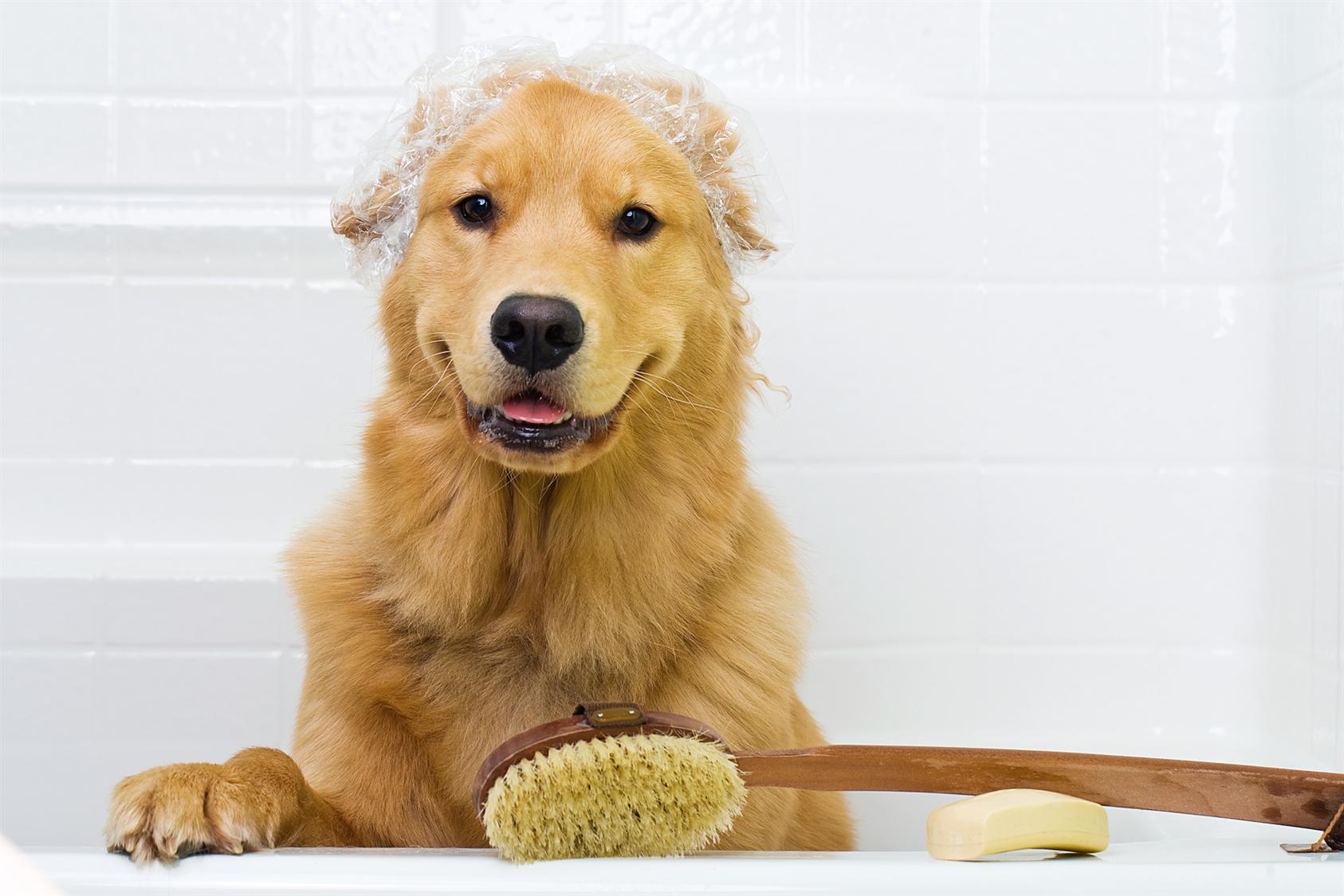webdog1.jpg