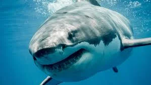 shark.jpg