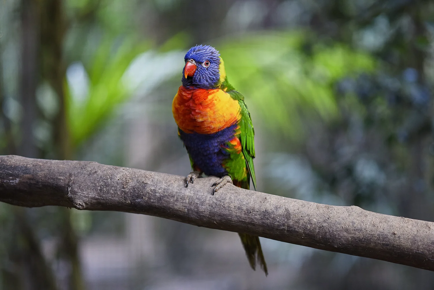 Fotografia de mascotas — DECARLIPHOTO, image size:1500x1001