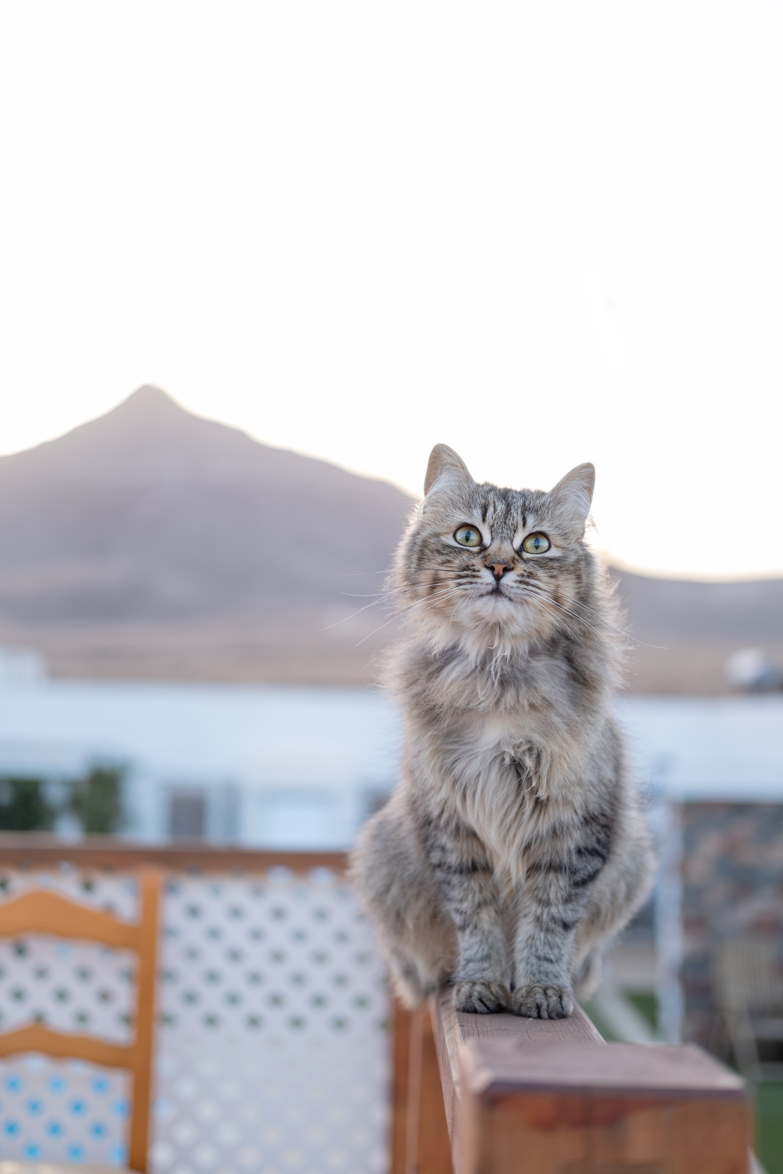 Cat in Fuerteventura Canary Island 2024.jpg