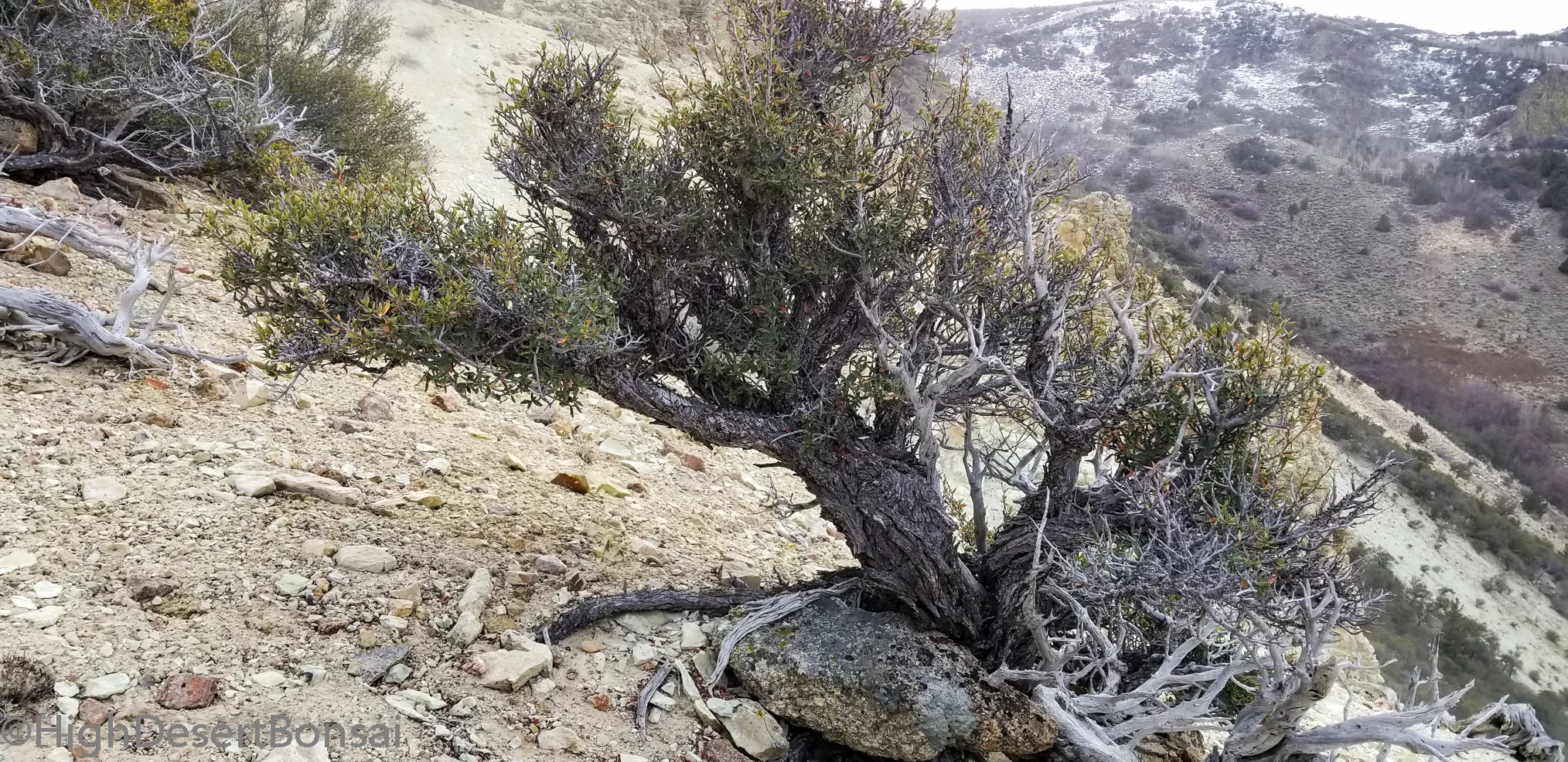 Mountain Mahogany