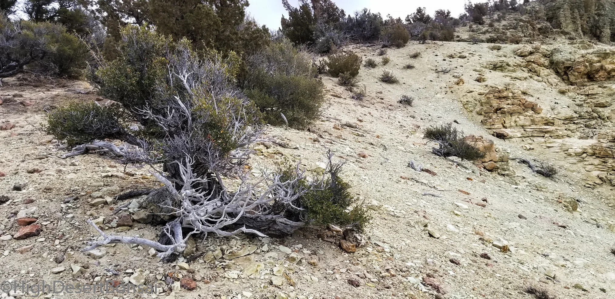 Mountain Mahogany