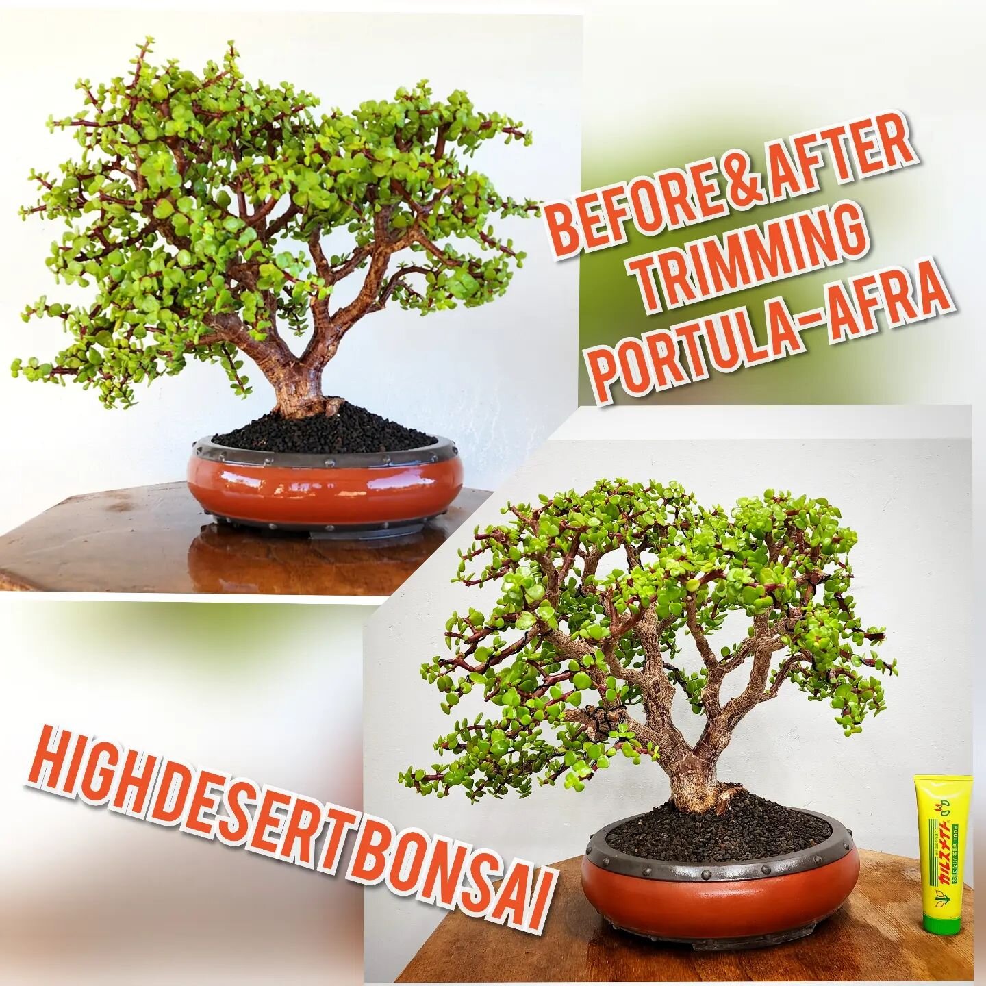 #highdesertbonsai
#bonsai
#weetrees
