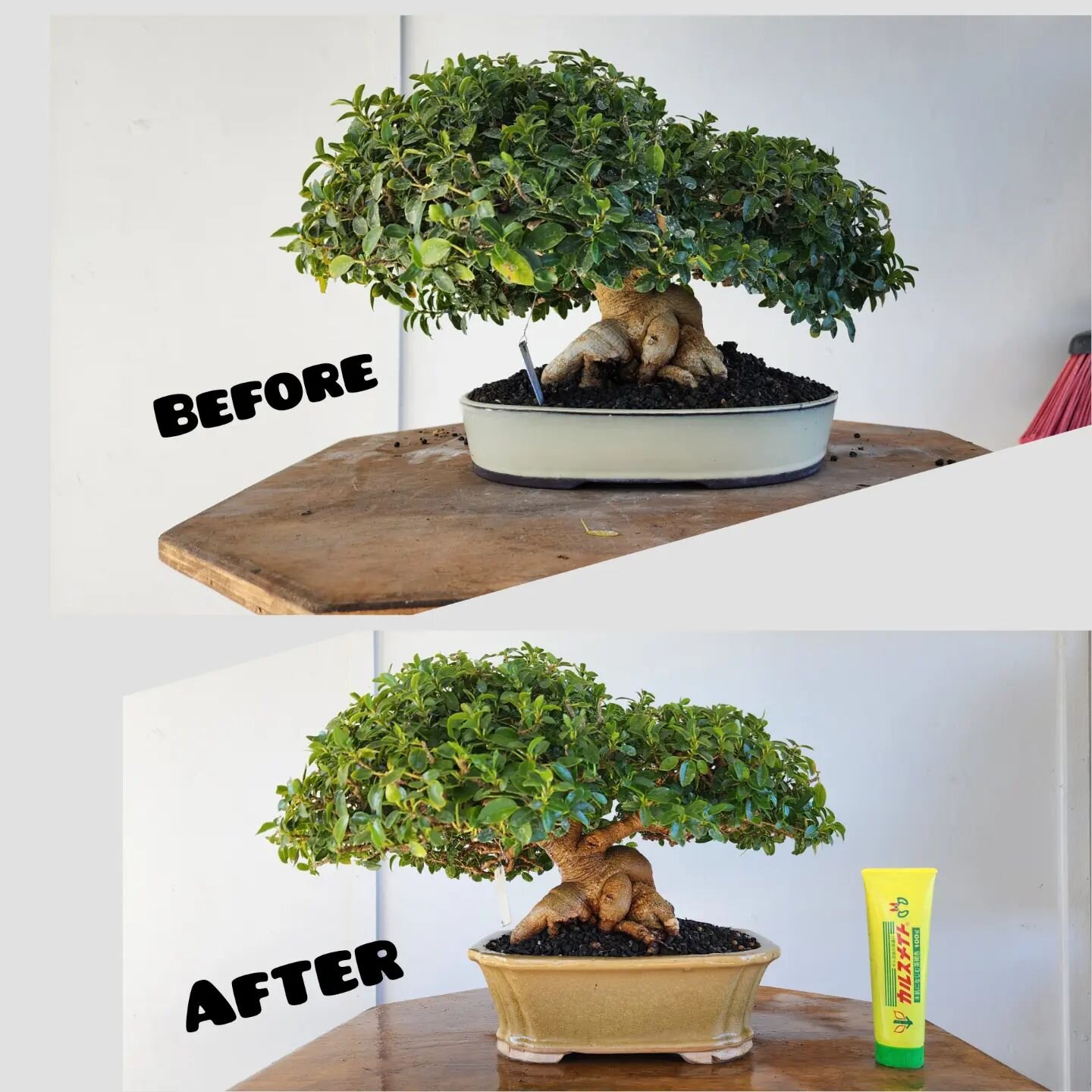 Another touch-up work on a 40yr/o Burtt-Davi ficus. I was gifted this tree by my first bonsai sensei 15 yrs ago.