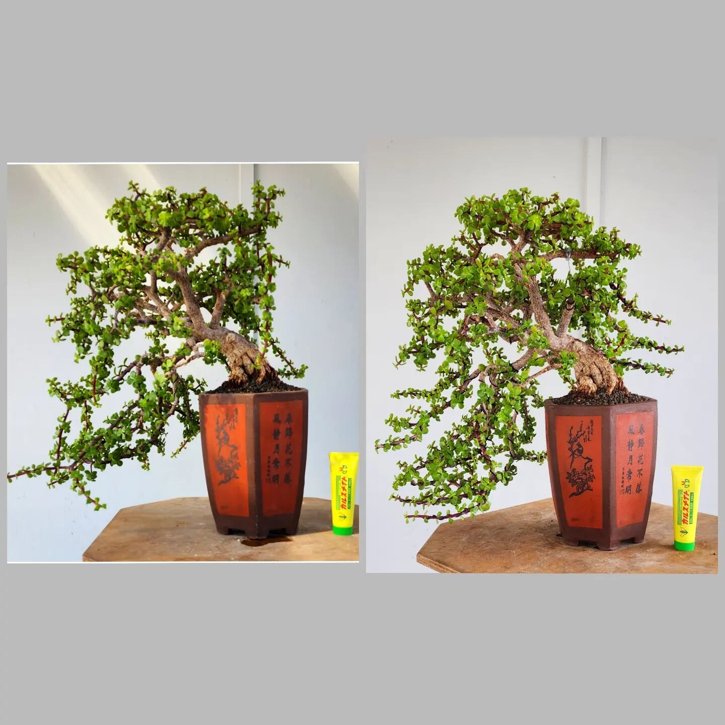 Before and after styling
#highdesertbonsai
#bonsai