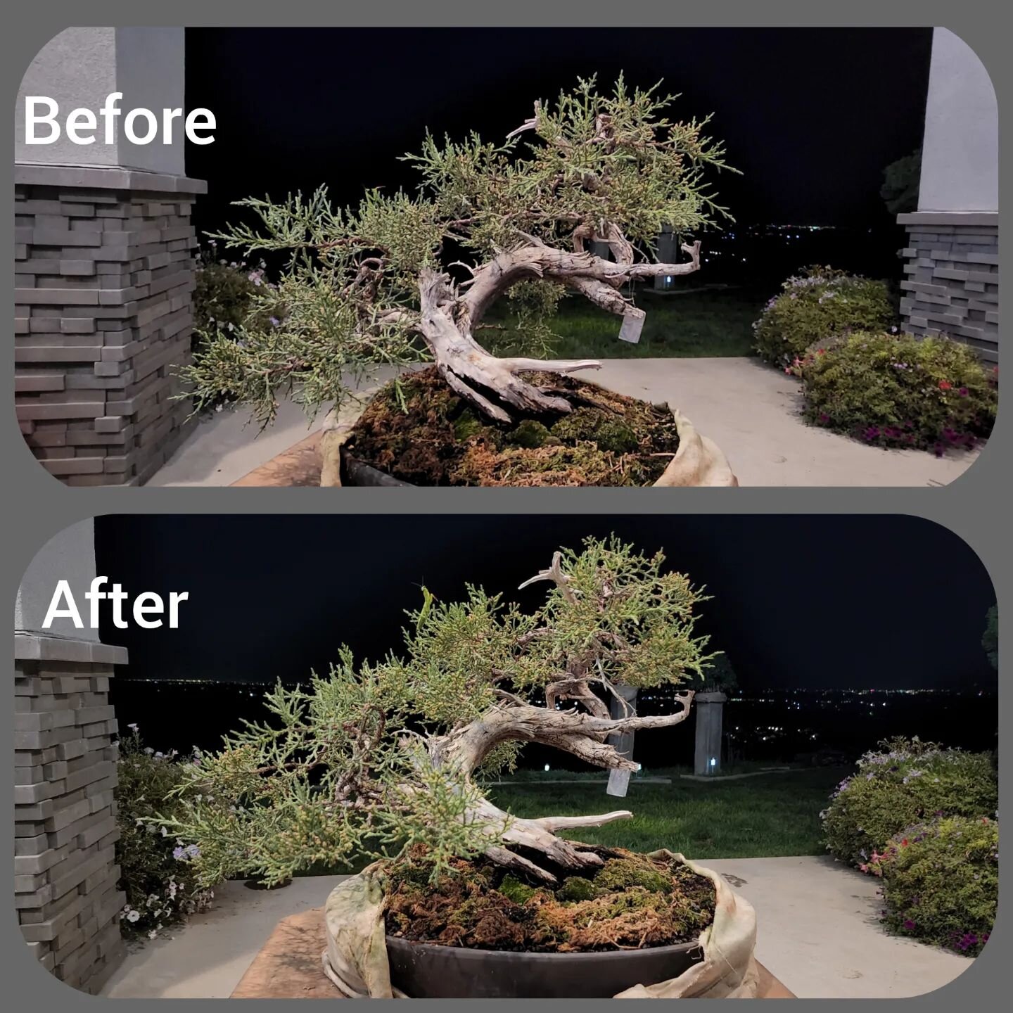 Before and after touchup work.
Yes, the mantis hung out while I worked. www.HighDesertBonsai.com