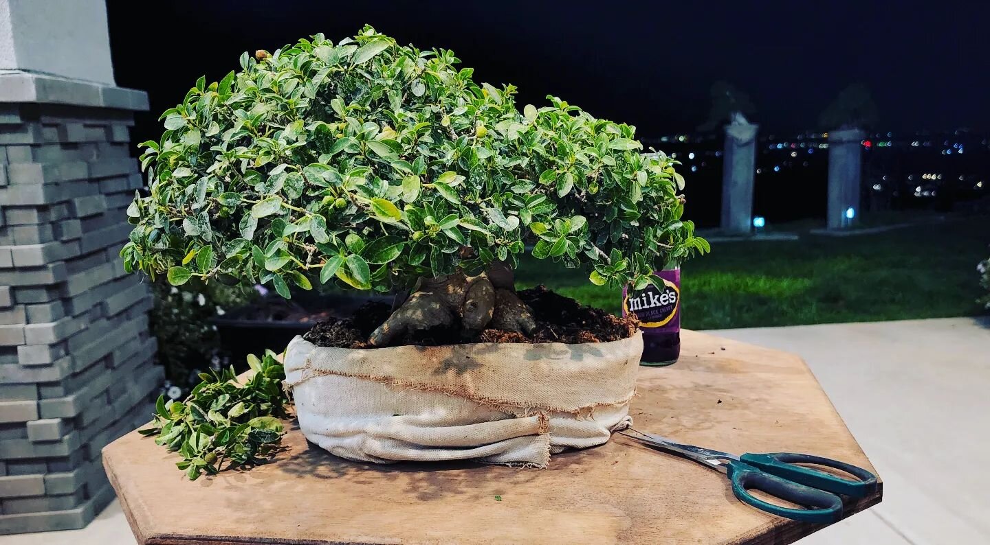 Enjoying the nice evening on the back patio. Cleaning up a small Burtt-Davi ficus for the show this weekend.