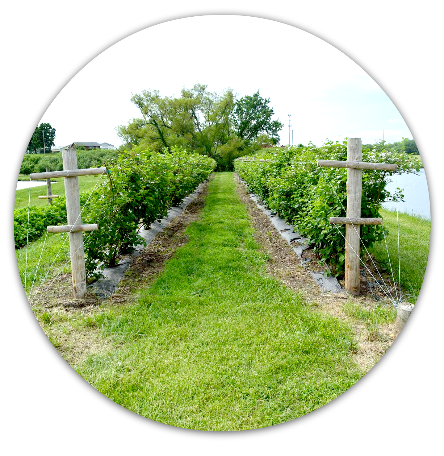 Orchard View .png