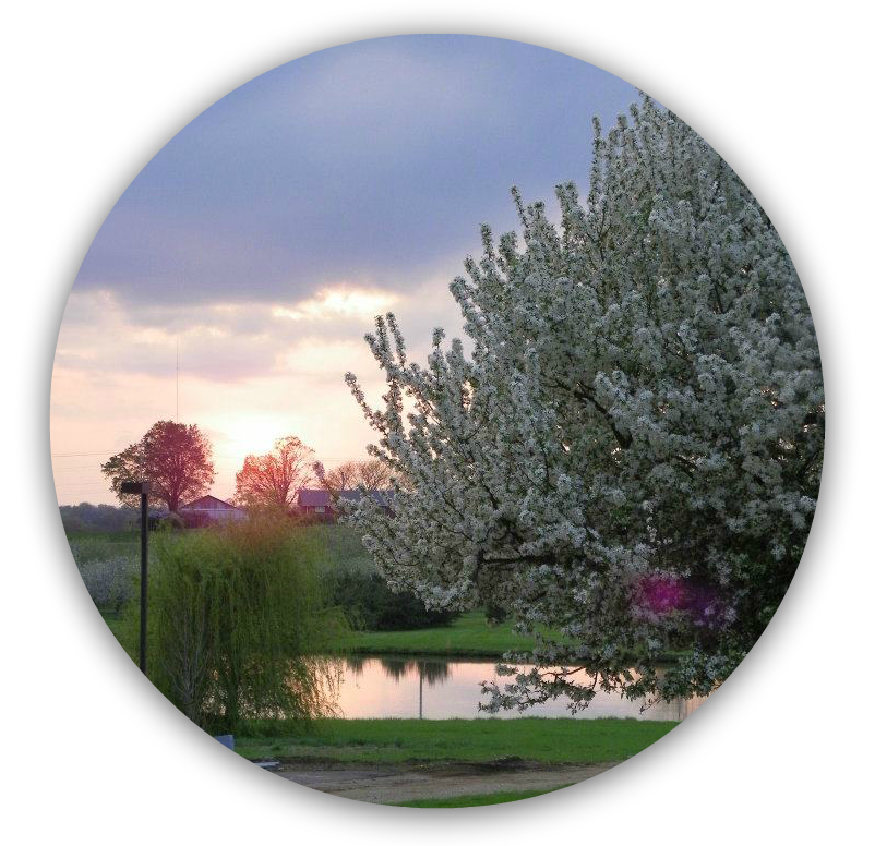 Blossoms Circle .png