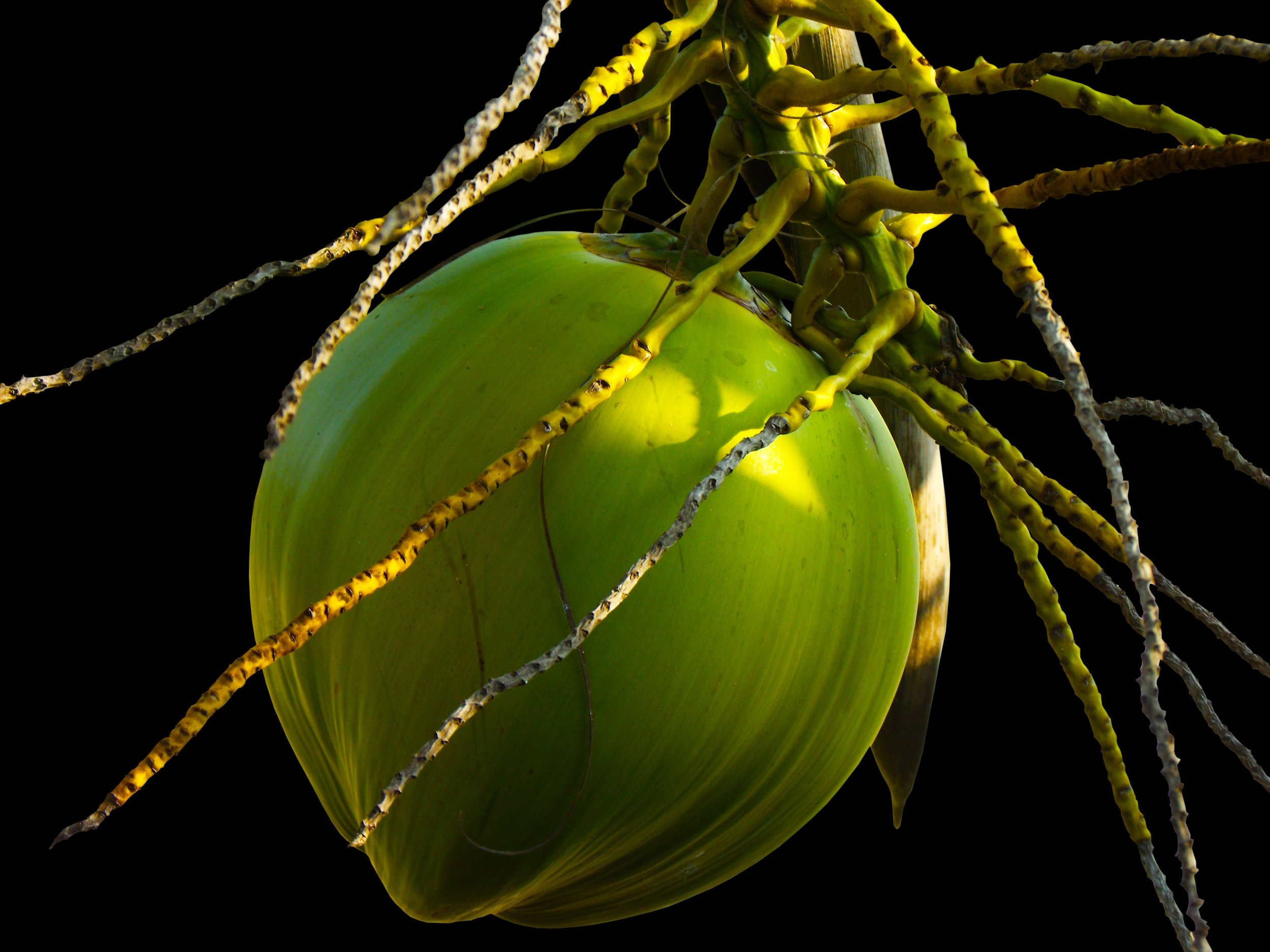 coconut.jpeg
