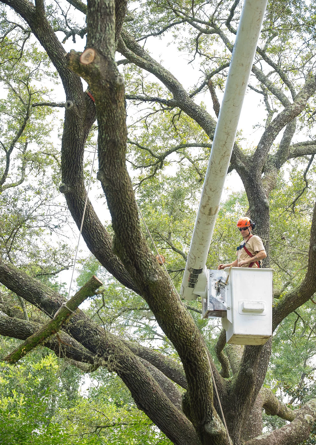 TopNotchTreeCare-0063.jpg