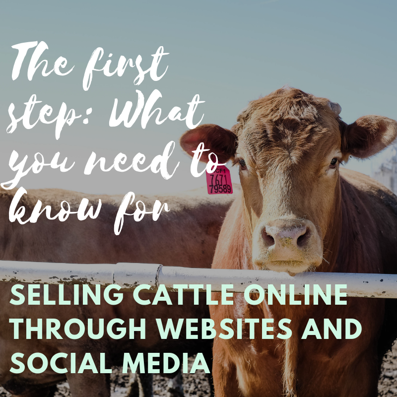 How To Sell Cattle Online — Prairie View Creative