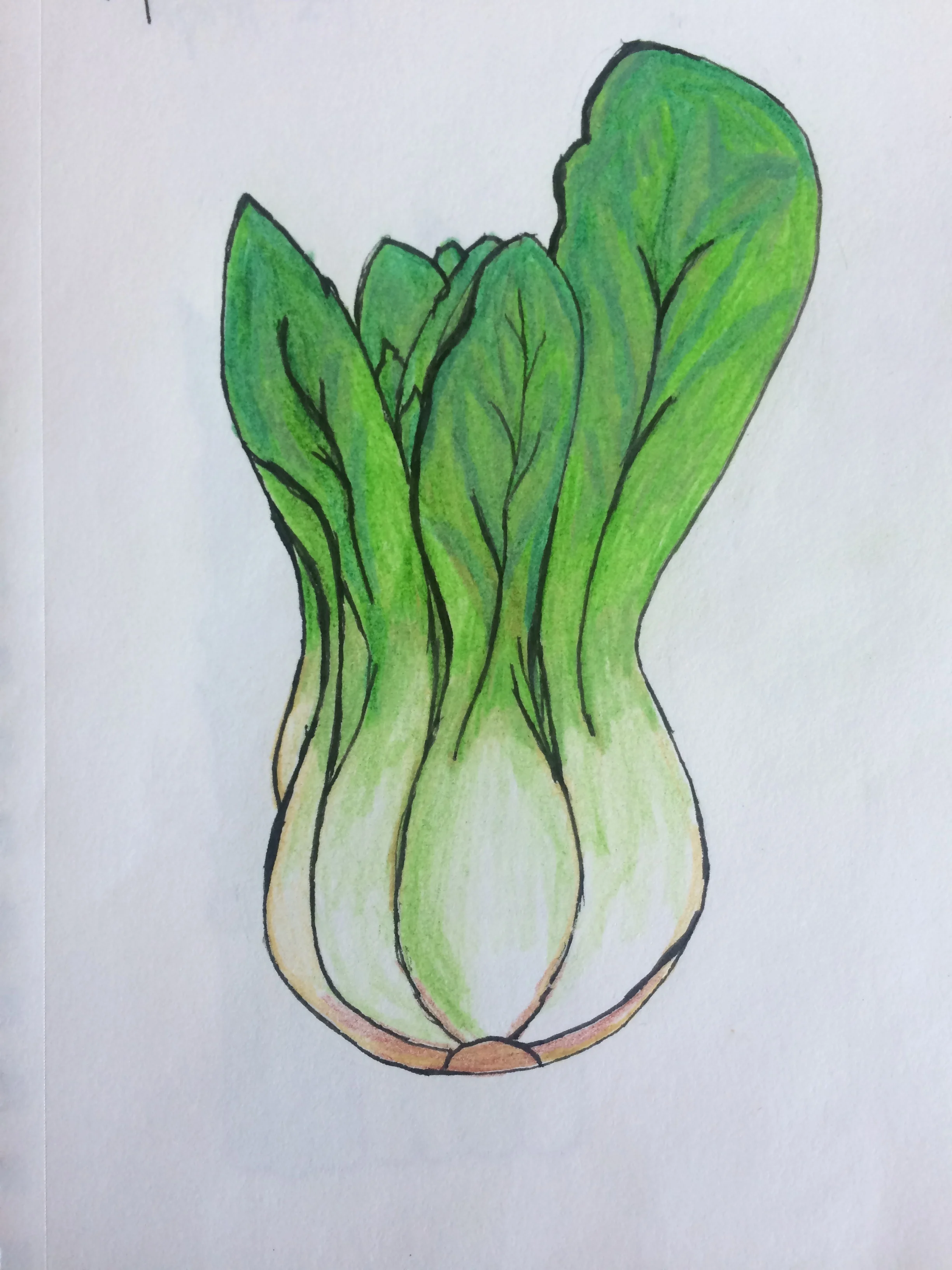bok choy.JPG